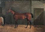 A Bright Bay Racehorse in a Stable