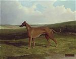 A Champion Greyhound in an Extensive Landscape