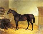 Charles XII a Brown Racehorse in a Stable