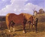 A Chestnut Mare