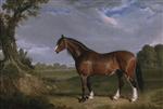 A Clydesdale Stallion