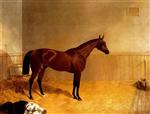 'Cotherstone'. A Bay Colt in a Stall