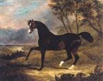 Dark Bay Racehorse in Landscape