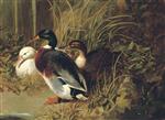 Ducks by a Riverbank