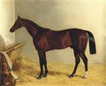 The Earl of Chesterfield's Bay Colt Don John, in a Stable
