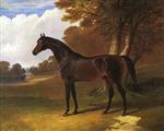 The Earl of Chesterfields Bay Colt Glaucus