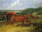 Galloping Horse in a Field