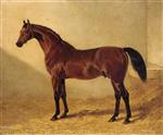 Glaucus, a Bay Racehorse in a Stable