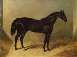 The Saddler, a dark bay racehorse, in a stable