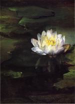 Water-Lily, Study from Nature