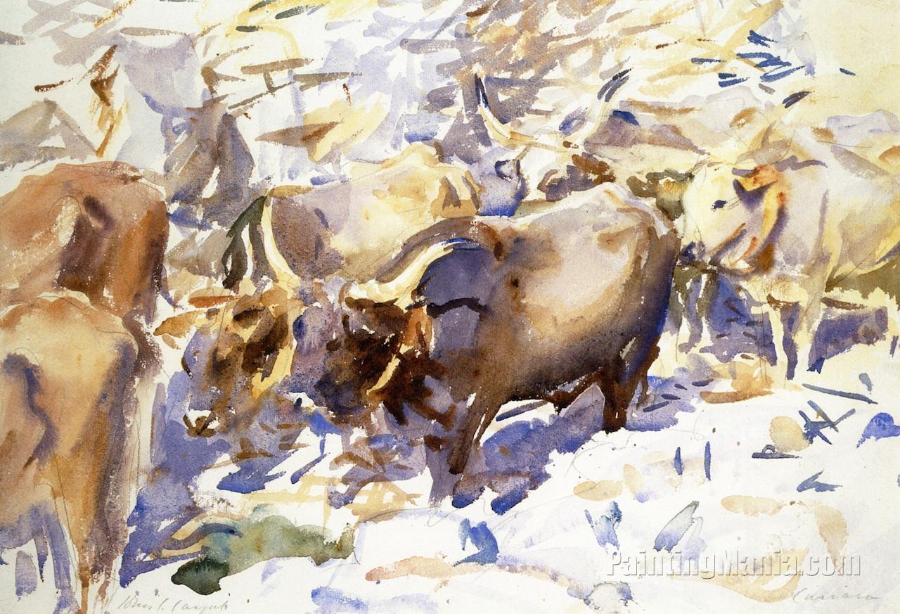 Oxen, Carrara 1911