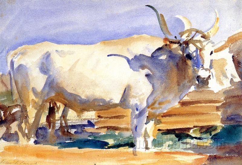 White Ox at Siena