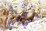 Oxen. Carrara 1911