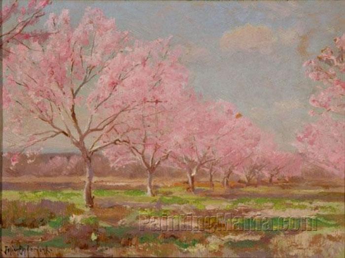 A Peach Orchard in Bloom