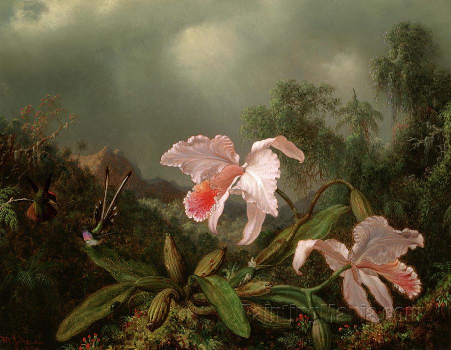 Jungle Orchids and Hummingbirds