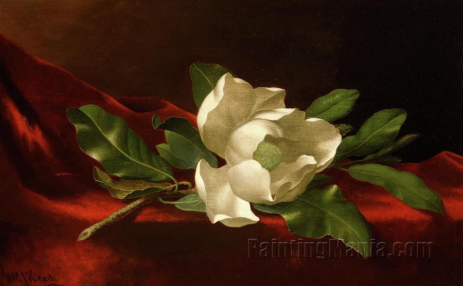 Magnolia 1885-1895