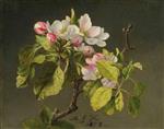 Apple Blossoms 3