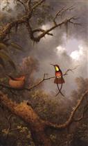 Crimson Topaz, Hummingbirds Nesting in a Tropical Forest