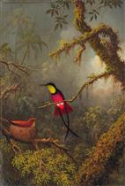 A Pair of nesting Crimson Topaz Hummingbirds