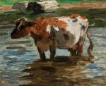 Kuh in Einem Bach
