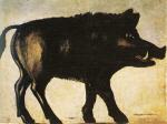 A Wild Boar