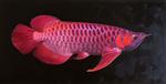 Red Dragon Fish,Scleropages legendrei, Asian Arowana, Red Arowana,Beautiful Tropical Fish
