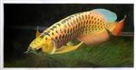 Scleropages Formosus.Asian Arowana. Asian Bonytongue. Golden Arowana. Golden Dragon Fish