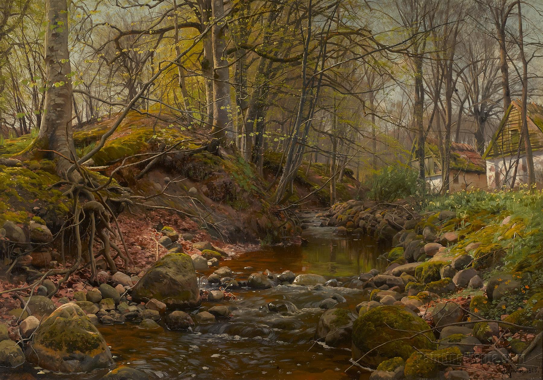 Forest Stream 1905