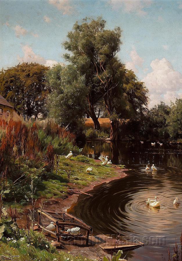 White ducks at a pond