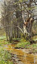 In the woods in the early spring near Soro