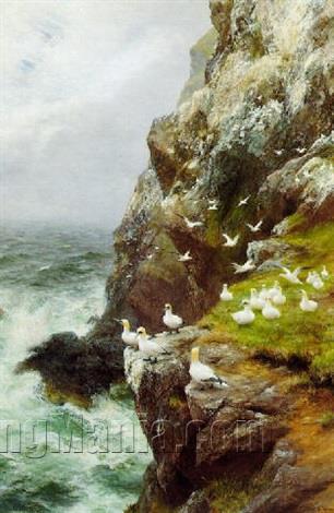 Gannets on a Rocky Cliff