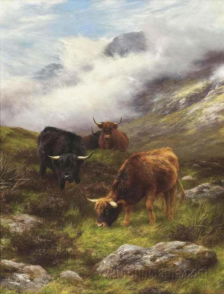 Highland Cattle Grazing on a Mist Covered Hillside