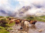 Fording Highland Cattle