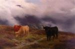 Highland Cattle on a Misty Hillside