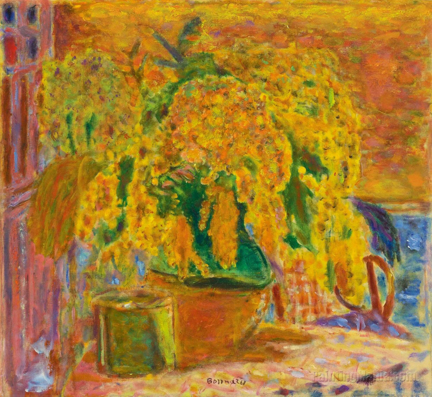 Bouquet de Mimosas