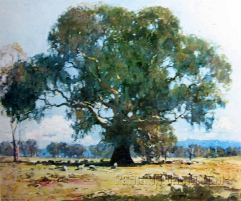 The Red Gum