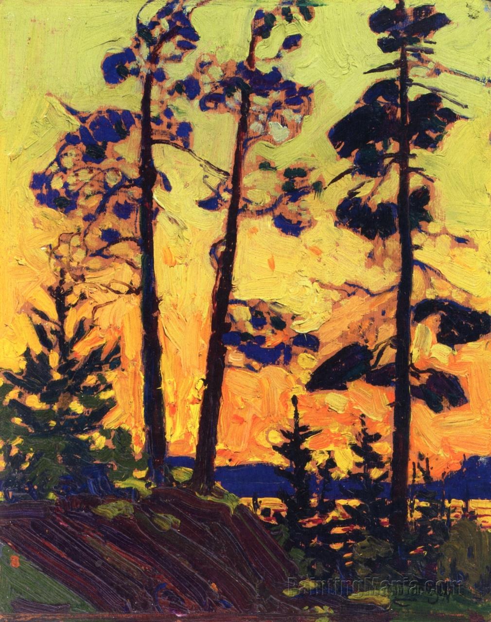 Pine Trees at Sunset