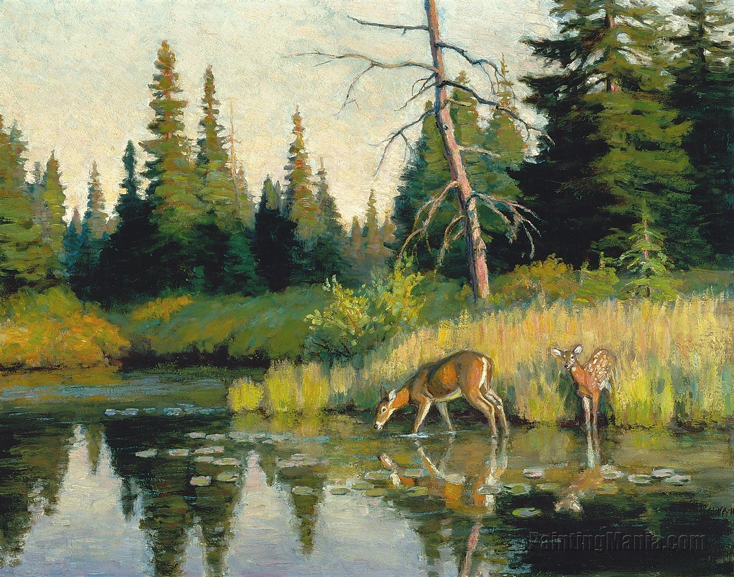 Deer in Stream