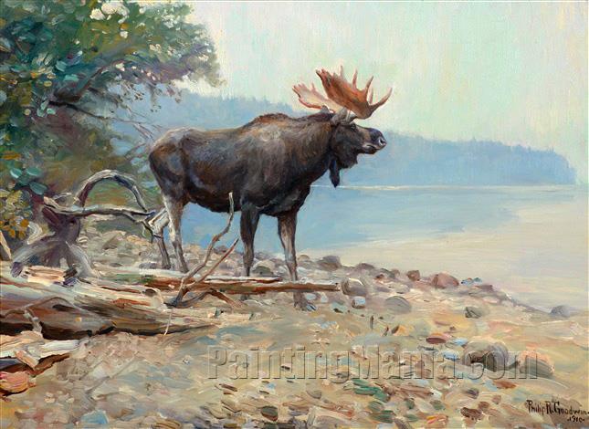 Moose at Lake McDonald