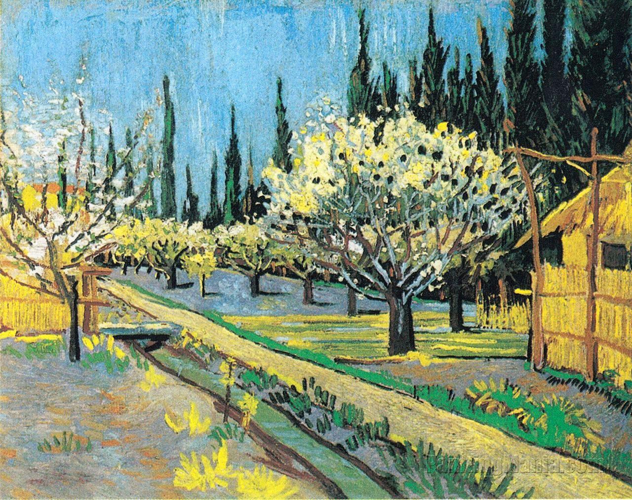Flowering Orchard, surrounded by Cypresses