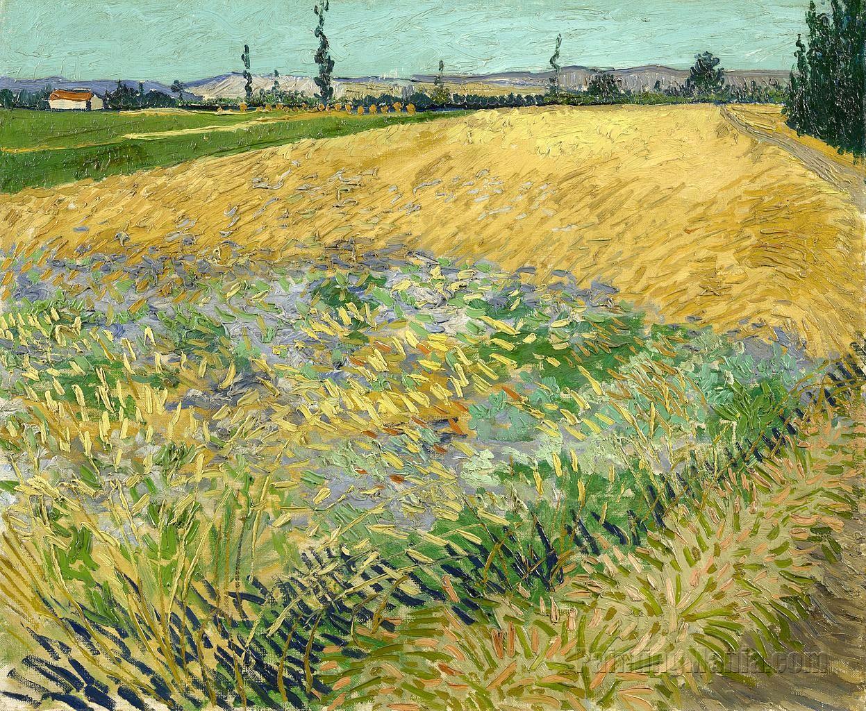 Wheat Field with the Alpilles Foothills in the Background