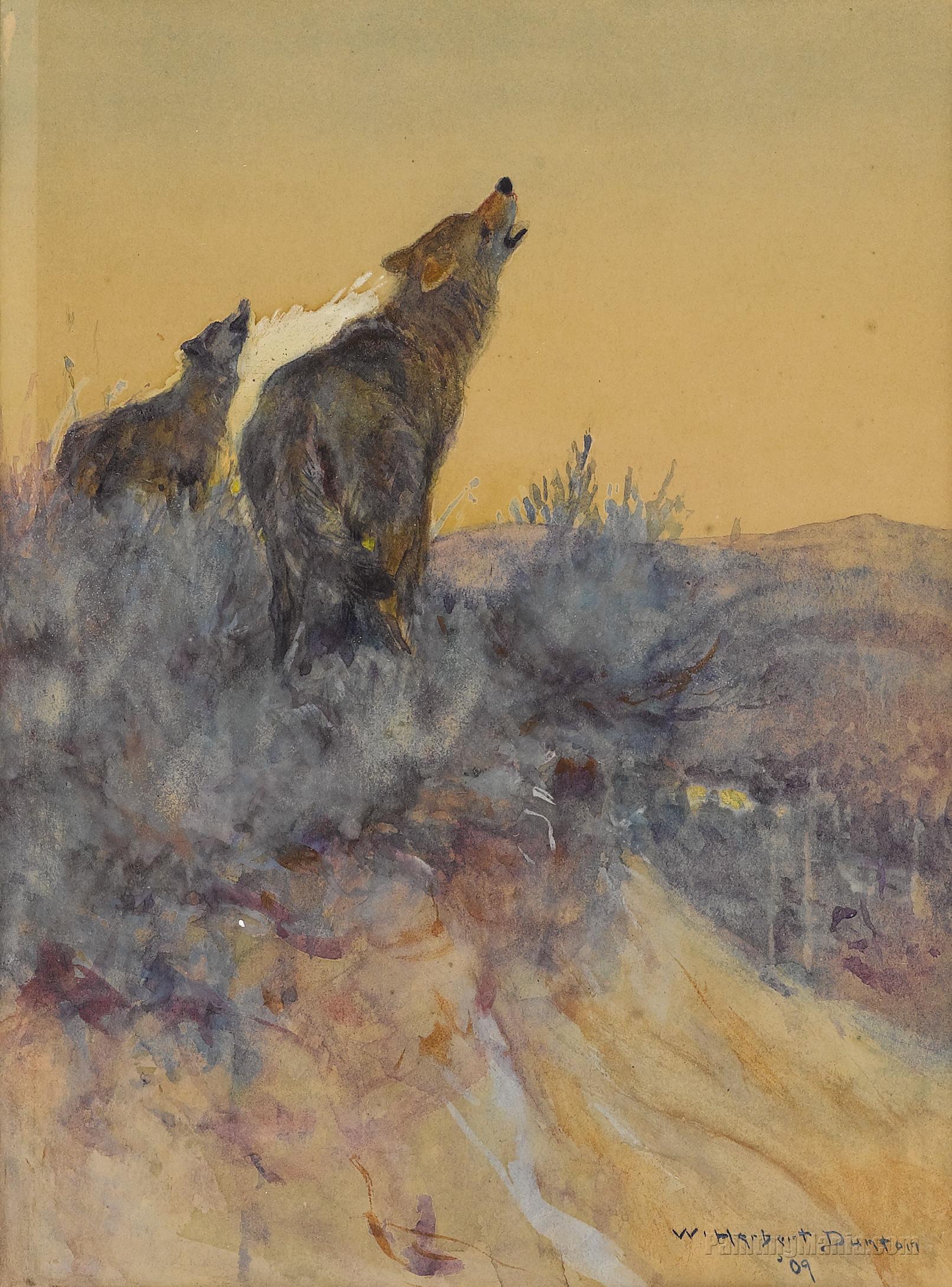Howling Coyotes