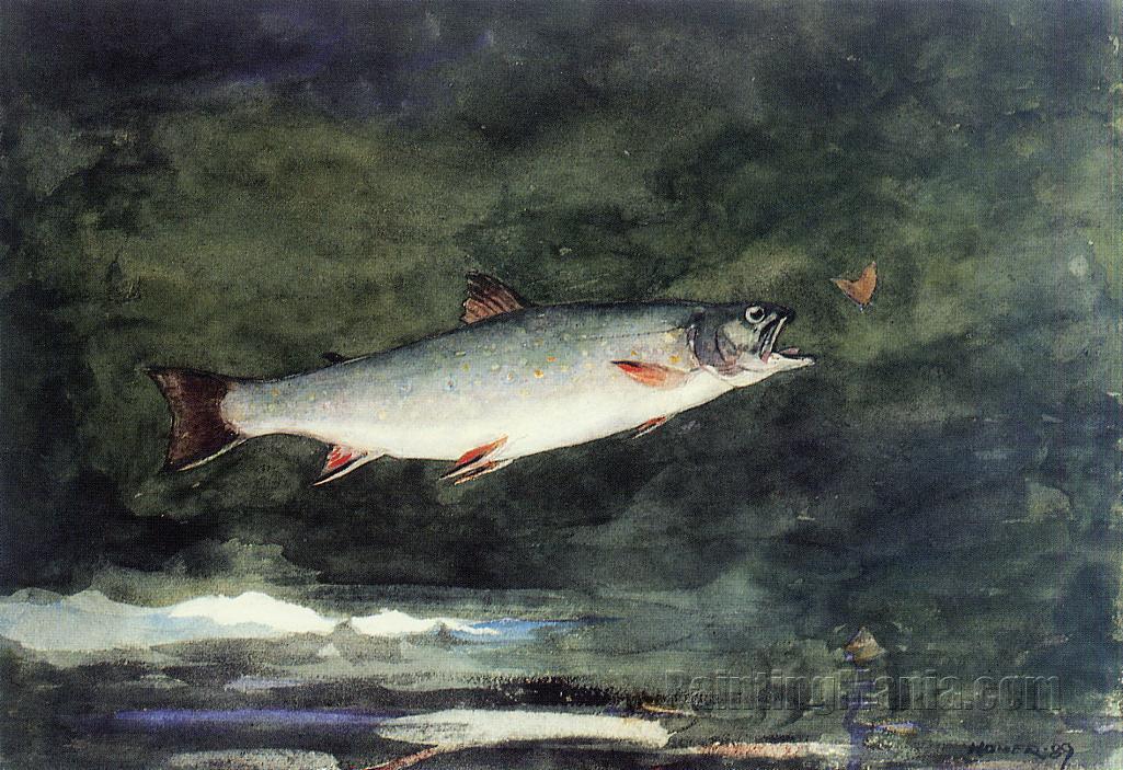 Leaping Trout 3