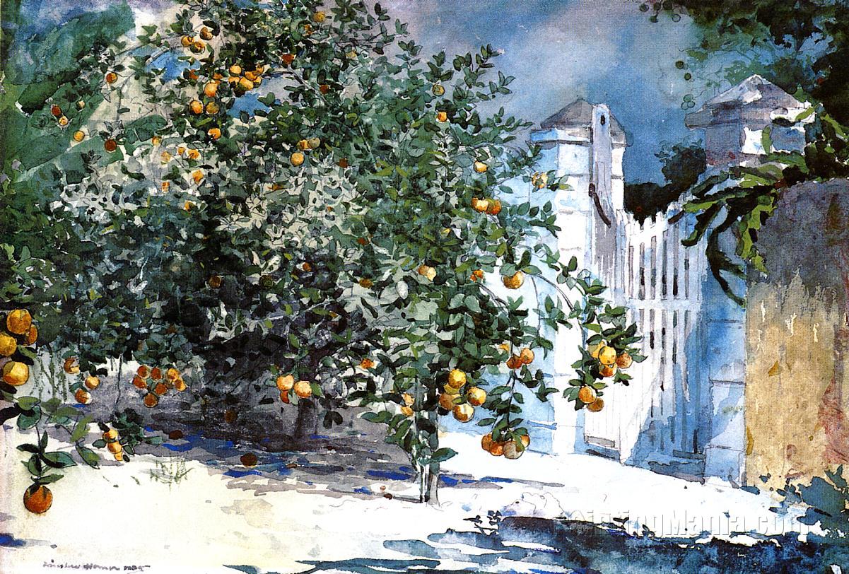 Orange Tree, Nassau (Orange Trees and Gate)