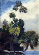 Palm Trees. Florida
